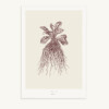 Maison Baluchon - Illustration A3 - Herbier du Roi Wine