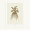 Maison Baluchon - Illustration format A3 - Herbier du Roi Bronze