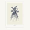 Maison Baluchon - Illustration format A3 - Herbier du Roi Marine