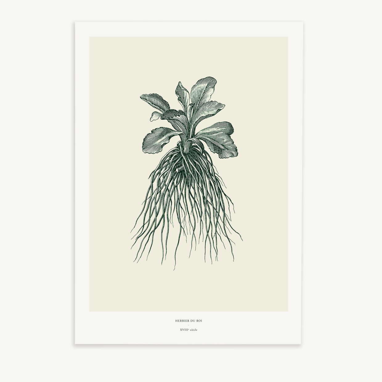 Maison Baluchon - Illustration format A3 - Herbier du Roi Vert