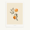 Maison Baluchon - A3 illustration - Tropical N°17 Écru