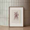 Maison Baluchon - Illustration Format A3 - Herbier du Roi Bordeaux