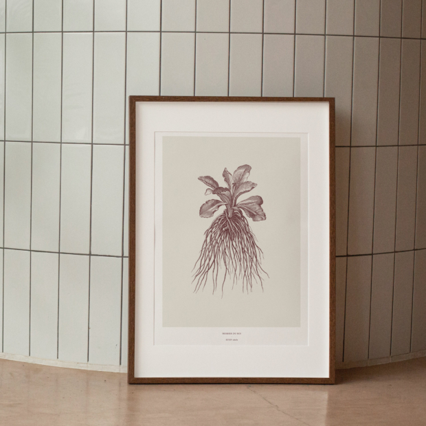 Maison Baluchon - Illustration Format A3 - Herbier du Roi Bordeaux