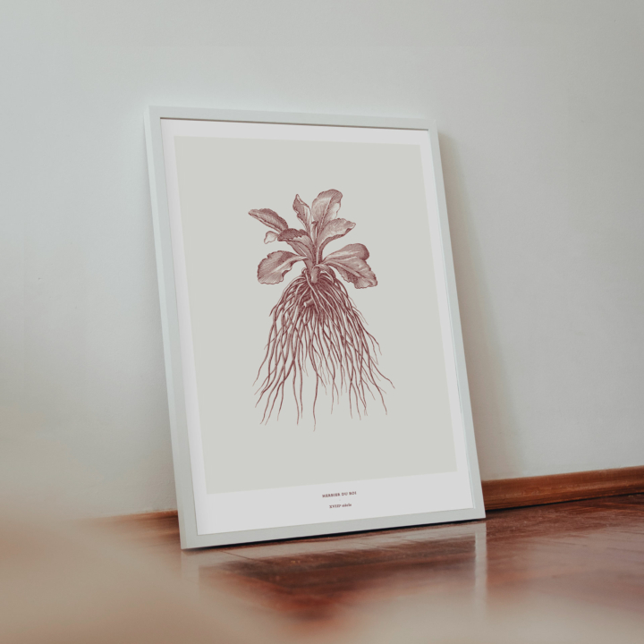 Illustration A3 size - Herbier du Roi Collaboration Collection