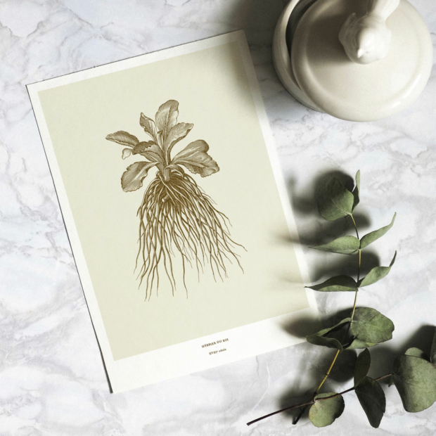 Illustration format A3 - Collection Herbier du Roi Bronze