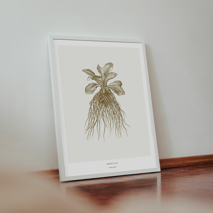 Illustration au format A3 - Herbier du Roi, gravures botaniques sous Louis XIV