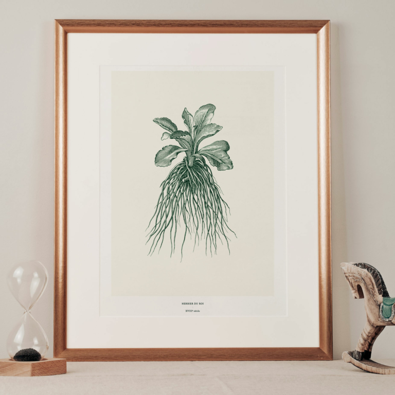 maison-baluchon-illustration-herbier-du-roi-vert-4 Affiche graphique illustrée imprimé en France