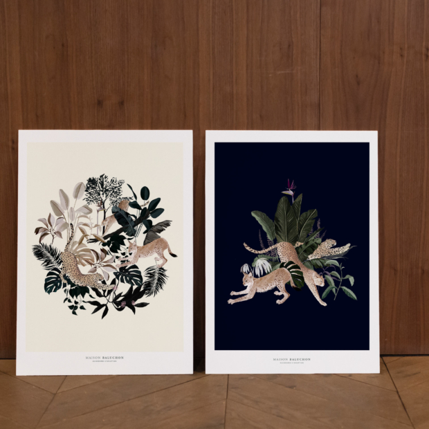 Illustrations collection Jungle