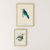 Maison Baluchon - Collection Oiseau thought and designed by us
