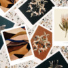 All our illustrations are numbered and in limited edition
