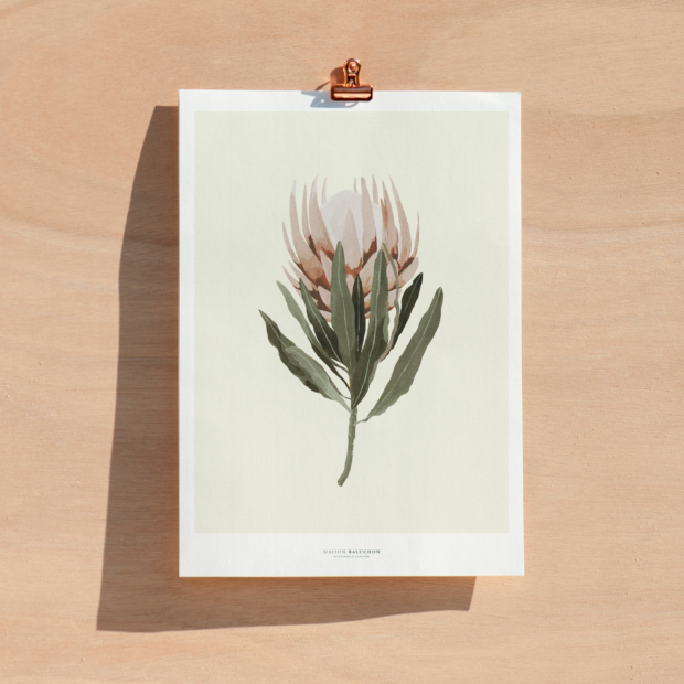 Maison Baluchon - Illustration format A4 - Composé d'une fleur de protea, un fond écru