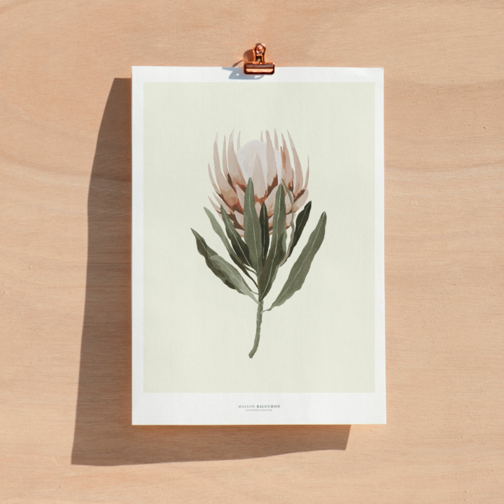 Illustration format A4 - Composé d'une fleur de protea, un fond écru