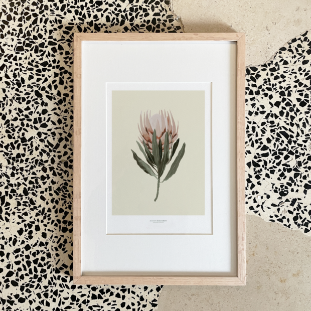 Tropical N°14 Illustration - Protea flower, light background