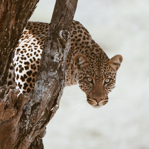 Leopard inspiration for our new Wild Winter collection