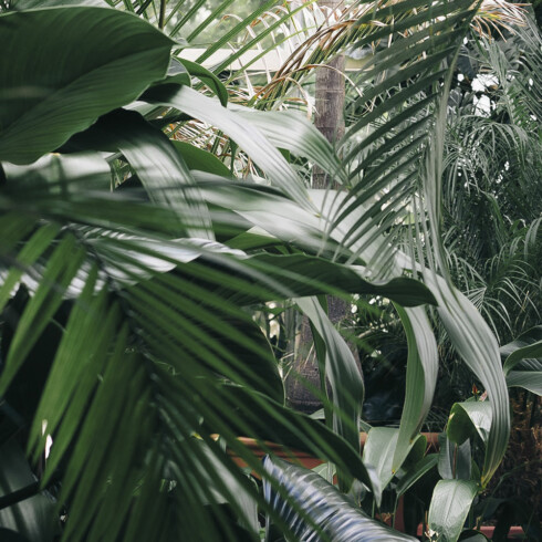 Tropical atmosphere