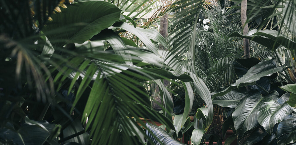 Maison Baluchon - Ambiance tropicale