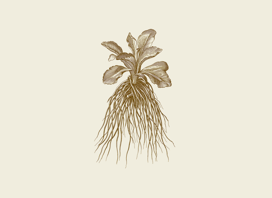 maison-baluchon-motif-unique-collection-herbier-du-roi Collection collaboration avec le château de Versailles : Herbier du roi - Maison Baluchon