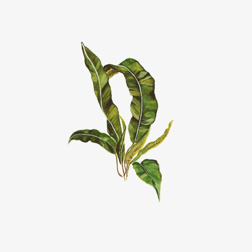 Universe - Illustration Plants - Decoration Made in France